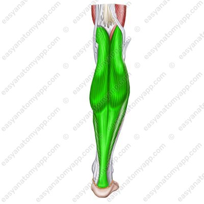 Triceps surae muscle (m. triceps surae)